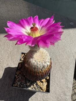 Echinocereus rigidissimus subs rubispinus